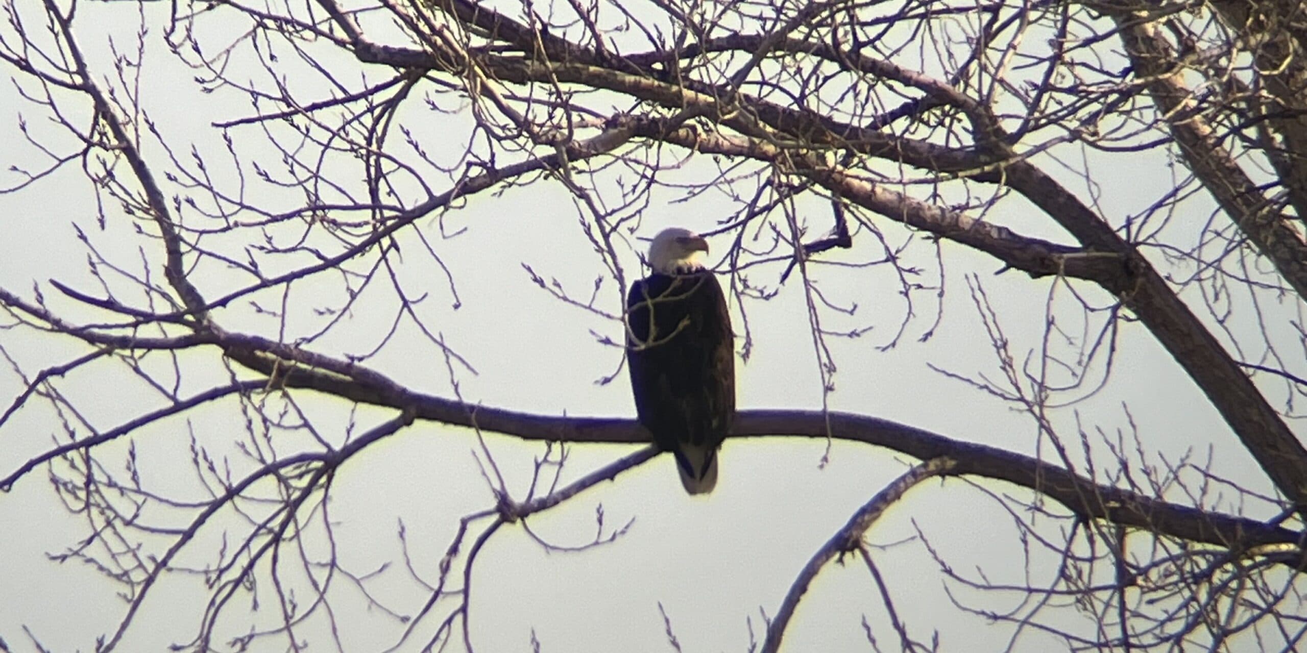 Bald Eagle Monitoring