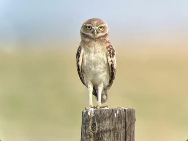 Burrowing Owl sitting on tree stump
