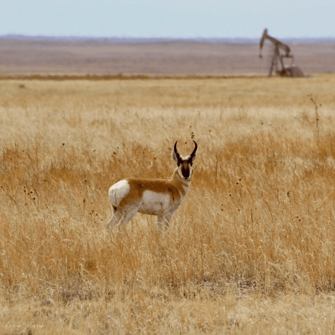 Pronghorn-in-front-of-pump-jack
