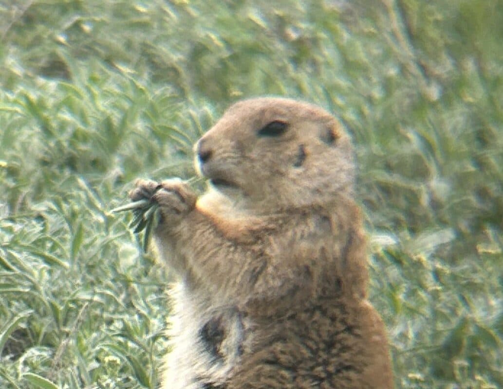 Prarie Dog
