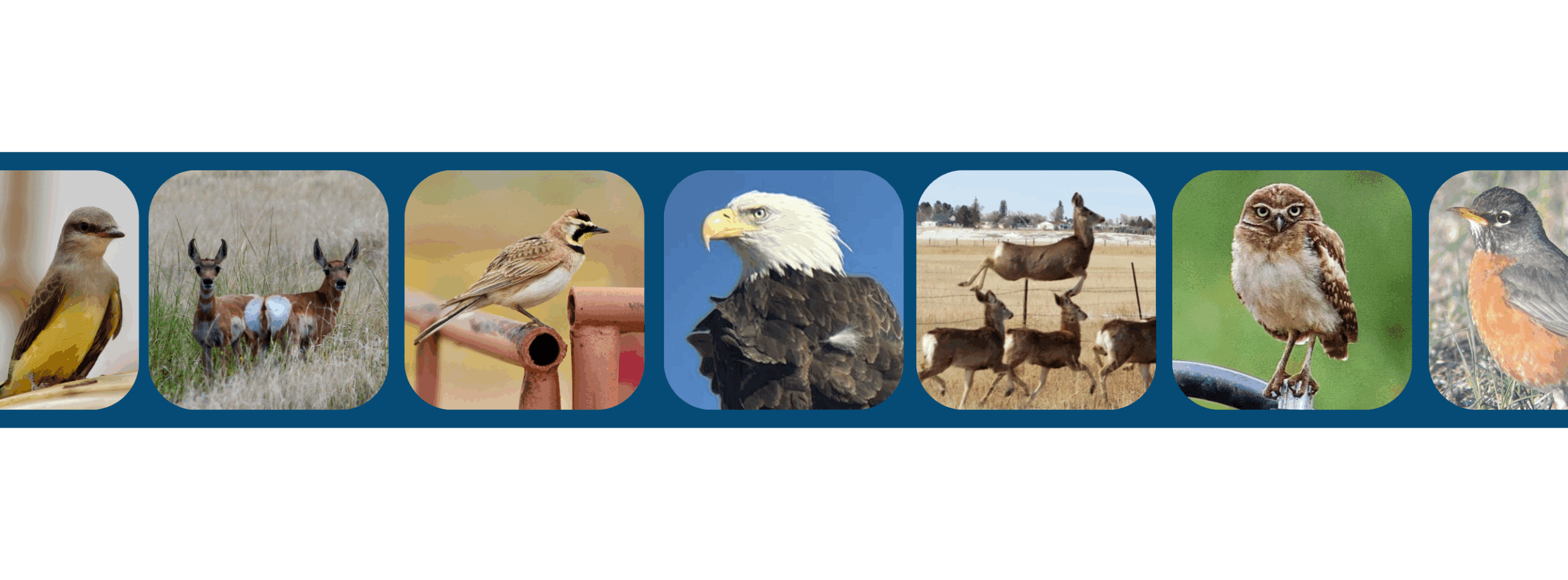 collage display of animals in the wild